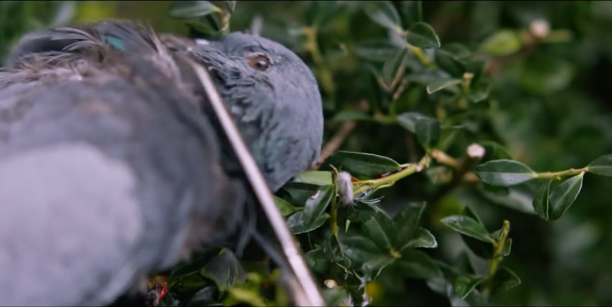 Hereditary dead bird